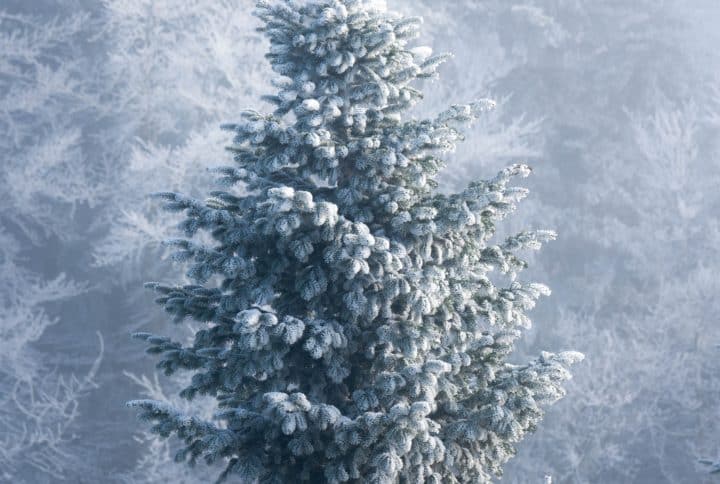 Sapin sous la neige