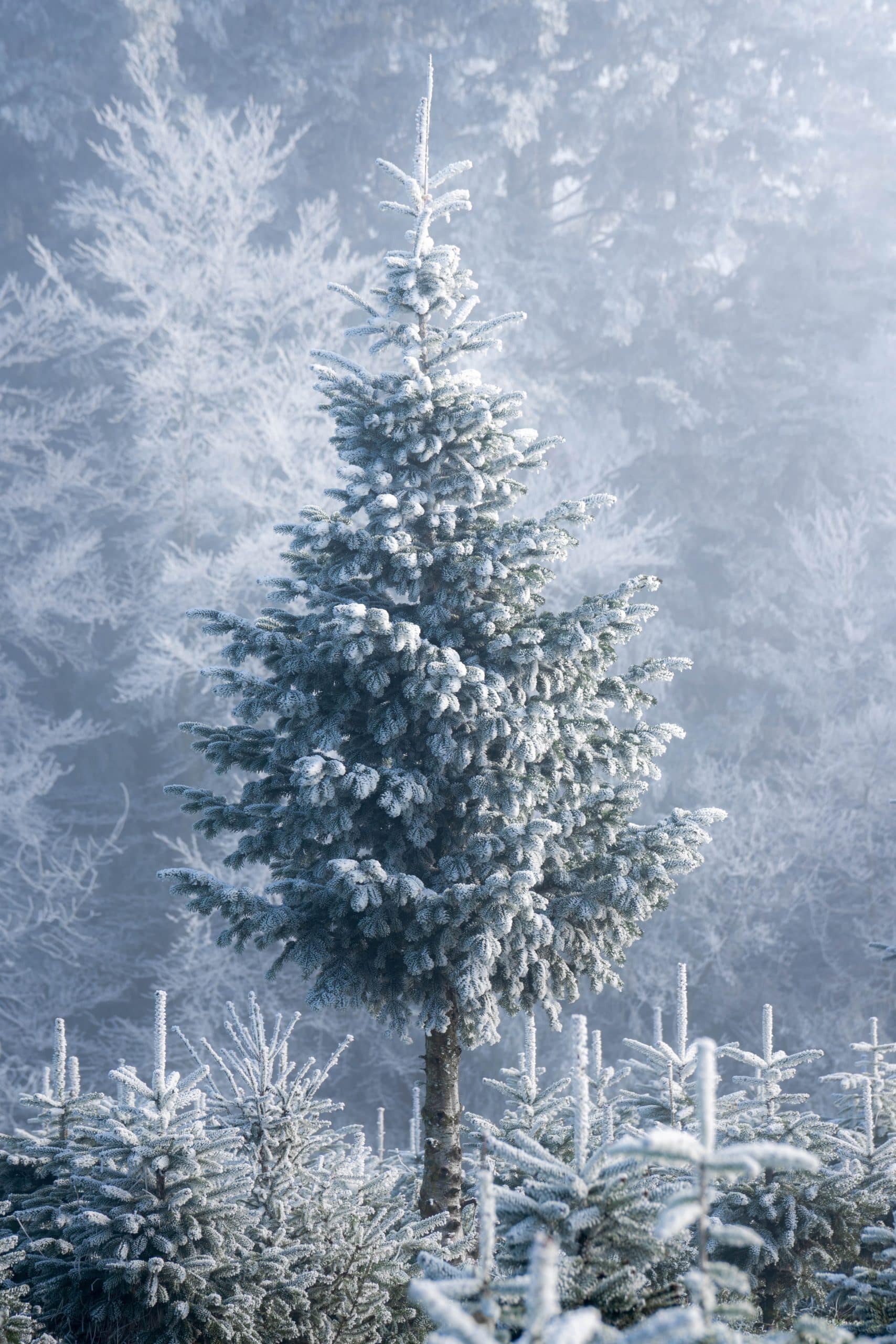 Sapin sous la neige