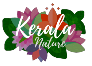 Kerala nature