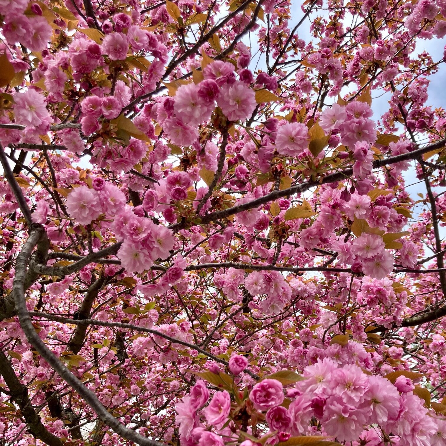 printemps fleurs