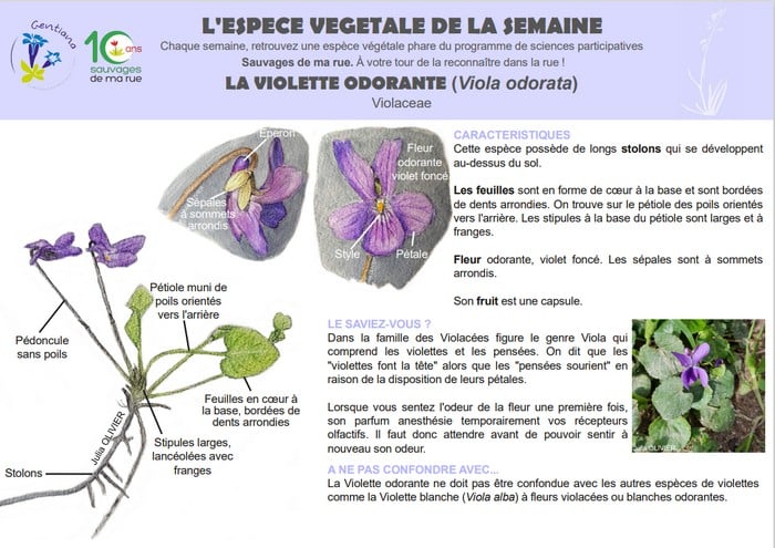 recette du sirop de violette