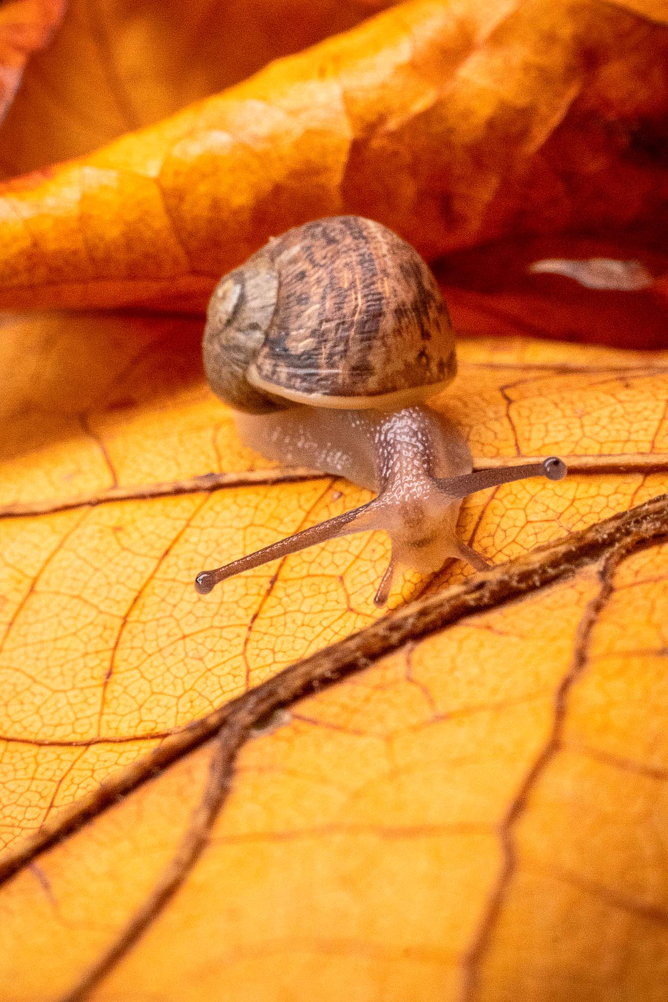 Escargot qui se déplace sur une feuille d'arbre automnal.