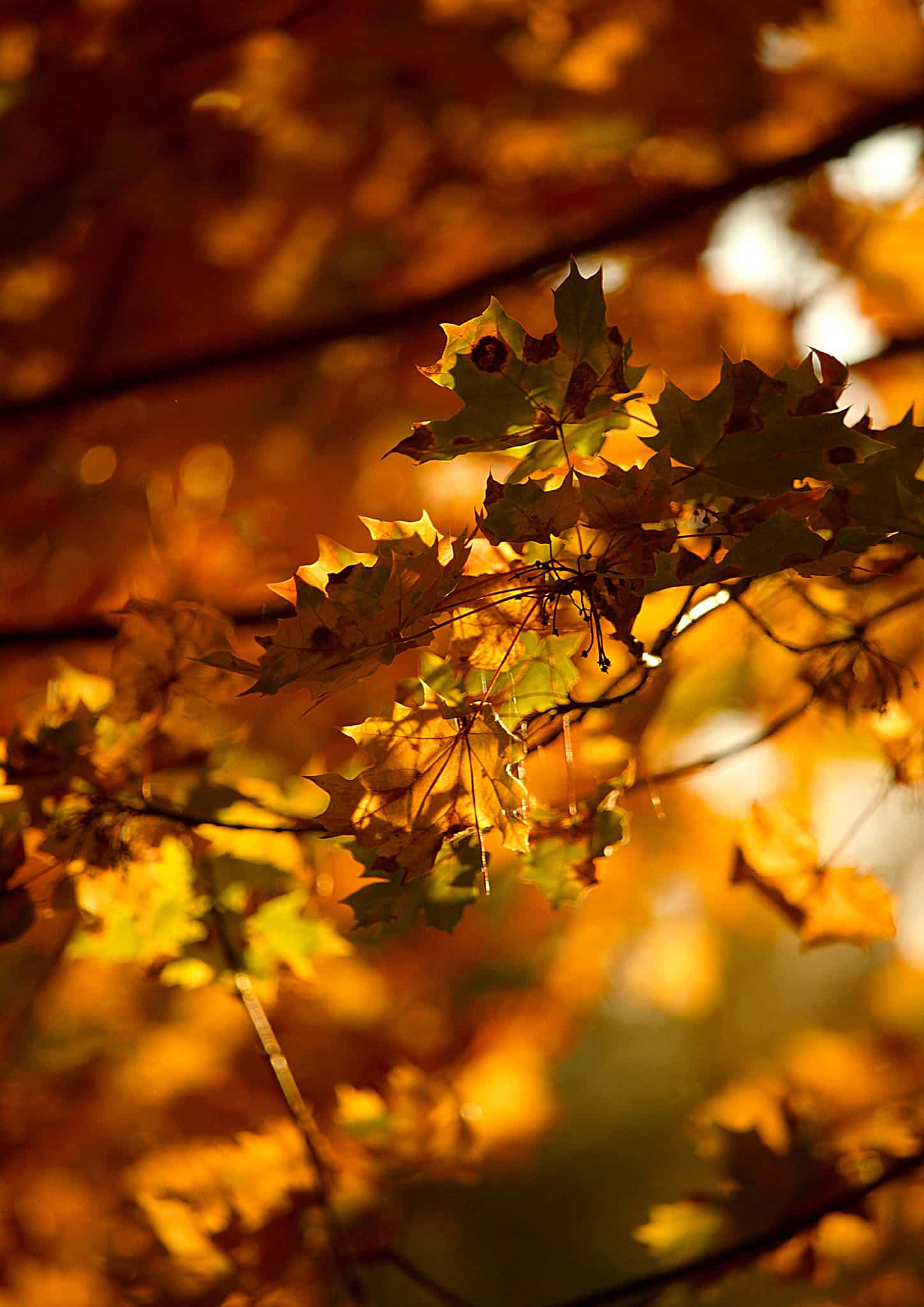 Branche d'arbre avec des feuilles automnal.
